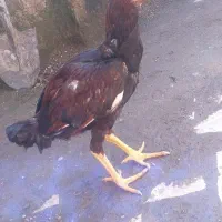 جوجه خروس لاری ۵ ماه