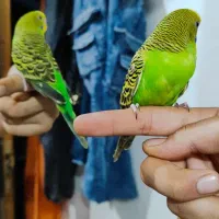 مرغ عشق دستی و عروس هلندی لوتینو رام دستی|پرنده|پاکدشت, حصار امیر|دیوار