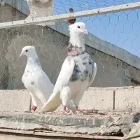 کبوتر طوقی  دهلران