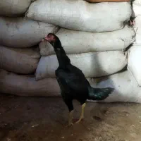 مرغ لاری