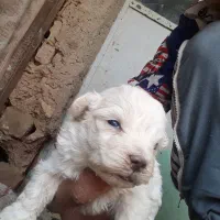 توله پاکوتاه|سگ|کنگاور, |دیوار