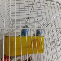 مرغ عشق|پرنده|بزینه رود, |دیوار