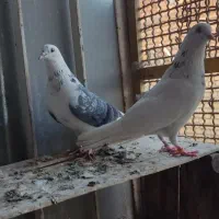 کبوتر پرشی|پرنده|اصفهان, منتظرالمهدی|دیوار