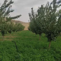زمین کشاورزی
