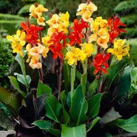 باغبان متخصص با 15 سال تجربه