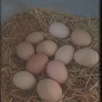 مرغ تخم گذار هشتگرد