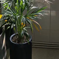 گلدان سفالی