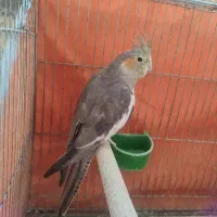 عروس هلندی
