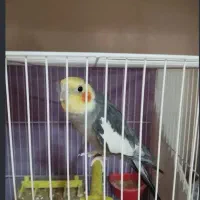 عروس هلندی نر سخنگو