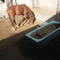 اسب نریان|اسب و تجهیزات اسبسواری|ورزقان, |دیوار