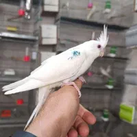 تعداد5یا6دست قفس پران بازاری جنس آبکاری نیکل