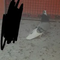 کبوتر گمشده...|پرنده|سیلوانه, |دیوار