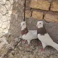 کبوتر طوقی