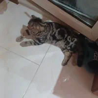 اسکاتیش نر گوش شکسته