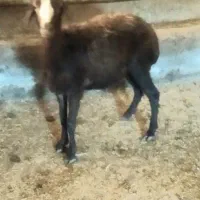بره ماده سرحال