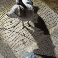 سگ گرگی|سگ|کهریزک, |دیوار