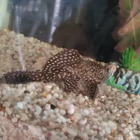 ماهی کت فیش