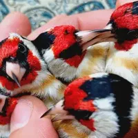 سهره گاوی پاییزه گل قفل و سهره کرمانی