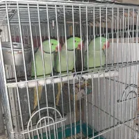 شاه طوطی