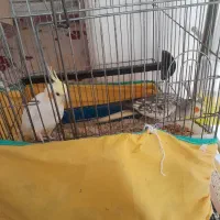عروس هلندی مولد