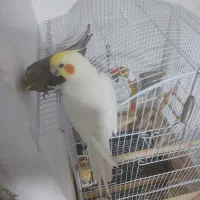 جفت عروس هلندی مولد