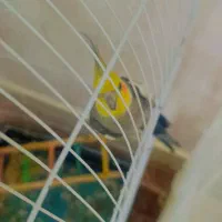 عروس هلندی نر|پرنده|قرچک, شهرک طلائیه|دیوار