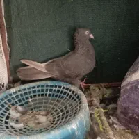 کبوتر|پرنده|لالی, |دیوار