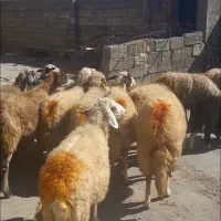 میش داشتی|حیوانات مزرعه|چرداول, |دیوار