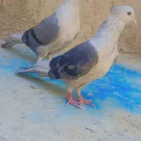 طوقی و دوکت|پرنده|لردگان, |دیوار