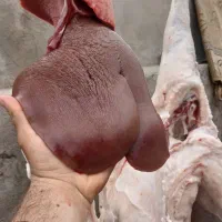 دل جگر گوسفندی کیلویی ۹۰۰
