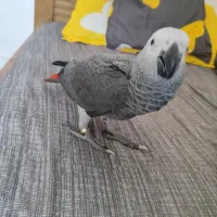 جوجه کاسکو|پرنده|اصفهان, باغ زرشک|دیوار