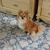 پامر خرسی نرمعاوضه باهندامزایده|سگ|پاکدشت, شهرک انقلاب|دیوار