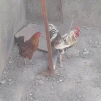 خروس