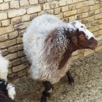 میش لاکن وشال وافشاروبره چاق دورگ غزل|حیوانات مزرعه|اردکان, |دیوار