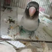 فروش فوری طوطی برزیلی آبی|پرنده|رشت, سیا اسطلخ|دیوار