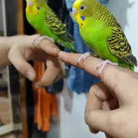 مرغ عشق دستی و عروس هلندی لوتینو رام دستی|پرنده|پاکدشت, حصار امیر|دیوار