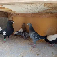 فروش‌کفترهای‌نقش