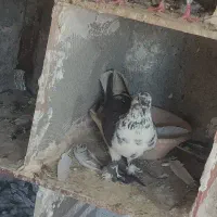 کبوتر