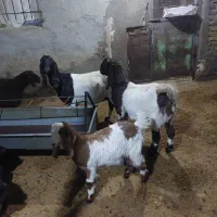 بزغاله پاکستانی اصل برای نسل کشی|حیوانات مزرعه|رزن, |دیوار