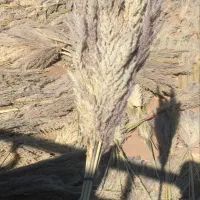 پامپاس به صورت عمده|گل و گیاه طبیعی|گلستان (تهران), |دیوار