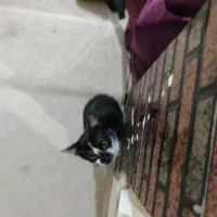 واگذاری دو عدد گربه