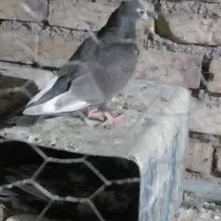 کبوترمفلق