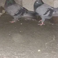 کبوترتک پر|پرنده|کلاله, |دیوار