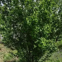 ویلا باغ در خسروشاه کوی پزشکان|فروش زمین و ملک کلنگی|تبریز, |دیوار