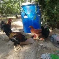 خروس و بوقلمون مرغ جوجه|حیوانات مزرعه|جم, |دیوار