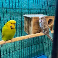 مرغ‌عشق انگلیسی مولد