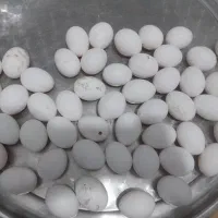 تخم مرغ