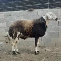 قوچ پوست گاوی