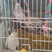 فروش عروس هلندی