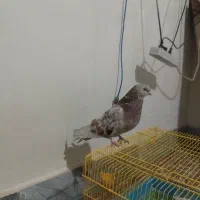 کبوتر سرور|پرنده|ملایر, |دیوار